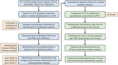 Comprehensive analysis of m7G modification patterns based on potential m7G regulators and tumor microenvironment infiltration characterization in lung adenocarcinoma